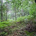 Las w Trzemeśni (k. Krakowa)