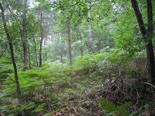 Las w Trzemeśni (k. Krakowa)