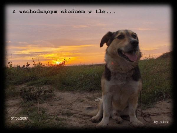 Pysio - spacery: 31.08 wieczorem i 1.09 rano #pies #Pika #kundelek #spacer #WschódSłońca #mysz