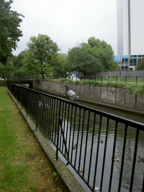 Gołąbek nad kanałem Radunii. #psy #golebie #kleszcze