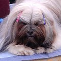 NELA Dar Tibetu