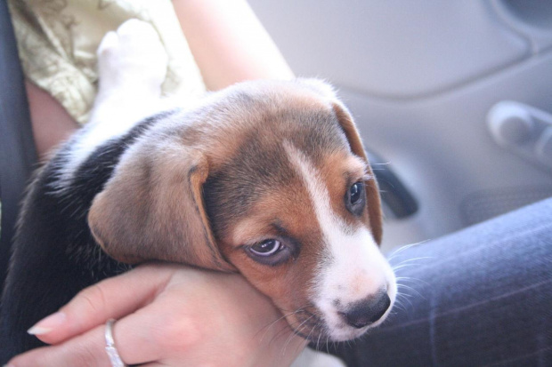 pierwszy dzień Tupusia z nami :) #pies #beagle #szczeniak #szczeniaczek #Tupuś