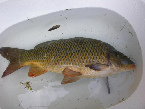 Karp 50cm,Złowiony w Holandii na białego robaka,zanęta na karpia #karp #ryba