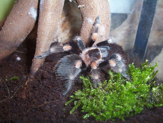 Smithi L7