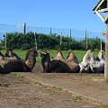 Safari Park #przyroda #zwierzęta