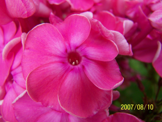 kwiat na moim ogrodzie:)) #KwiatOgrod