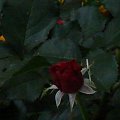 #kwiaty #natura #rośliny #róża