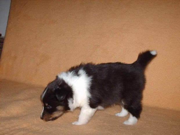 BLACK DIAMOND 4 TYGODNIE #sheltie