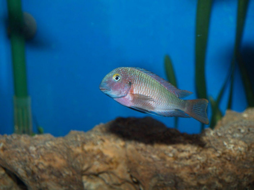 tropheus lufubbu