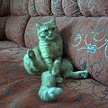 nasza kotka "misia" ogląda tv. #koty #kotka #kicia #dom