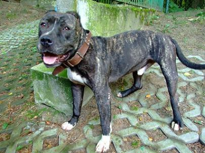 Sauron - bandog do adopcji