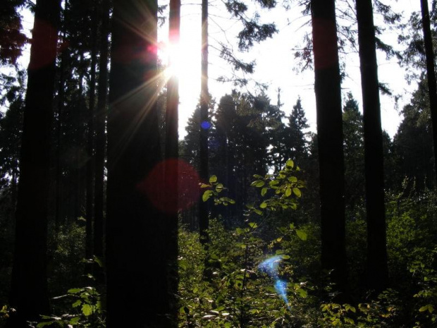 Jastrzębski las późnym popołudniem. #przyroda #Las #Natura