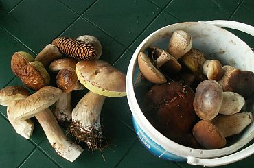 uwielbiam zbierac grzybki ,,,,,nie tylko prawuski ,,, #grzybki