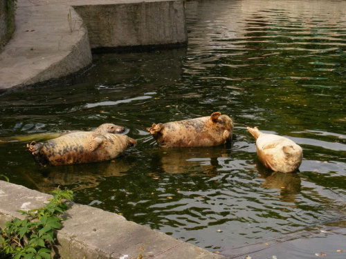 focza rodzinka - oj jak si wygrzewaja :)