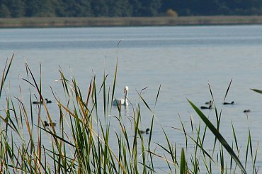 #jezioro #łabędzie #Miedwie #natura #zwierzęta