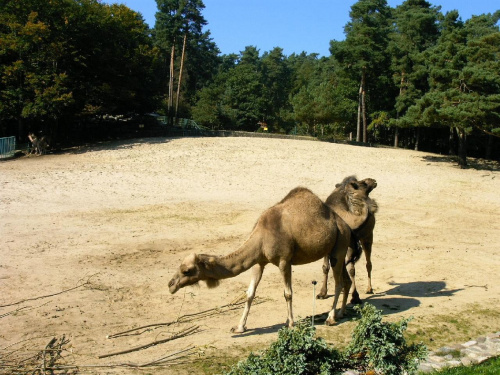 "Camele"