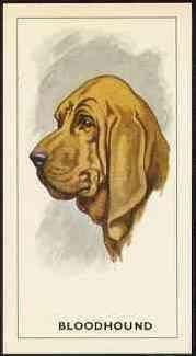 funny bloodhound