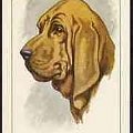 funny bloodhound