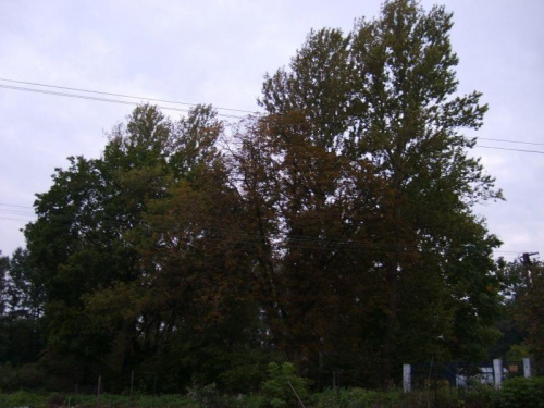 Drzewa jesienią ;P #krajobrazy