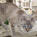 Tenże kotek toważyszył mi w zwiedzaniu Caspe , w Hiszpani dużo ich bezdomnych .