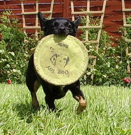 Bajka frisbee