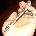 Epicrates cenchria maurus