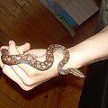 Epicrates cenchria maurus