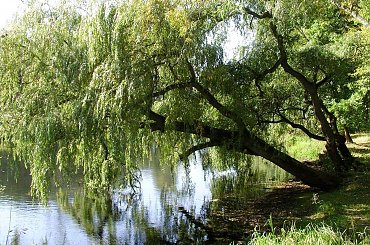 TORUŃ - PARK MIEJSKI I MARTÓWKA #FaunaIFlora