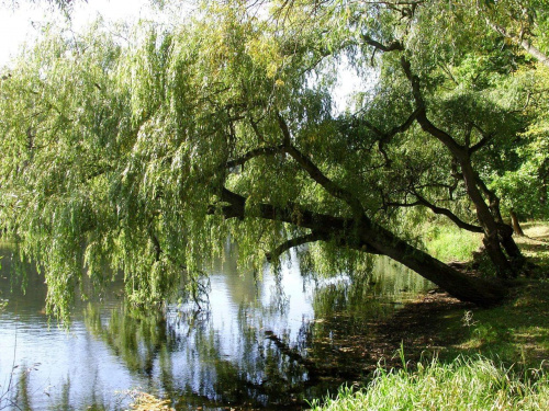 TORUŃ - PARK MIEJSKI I MARTÓWKA #FaunaIFlora