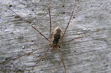 #pajęczaki #zwierzęta #kosarz #pajeczak #drapieżne