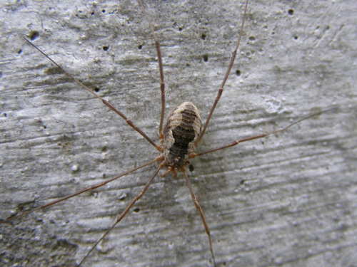 #pajęczaki #zwierzęta #kosarz #pajeczak #drapieżne