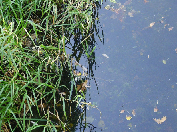 TORUŃ - PARK MIEJSKI I MARTÓWKA #FaunaIFlora