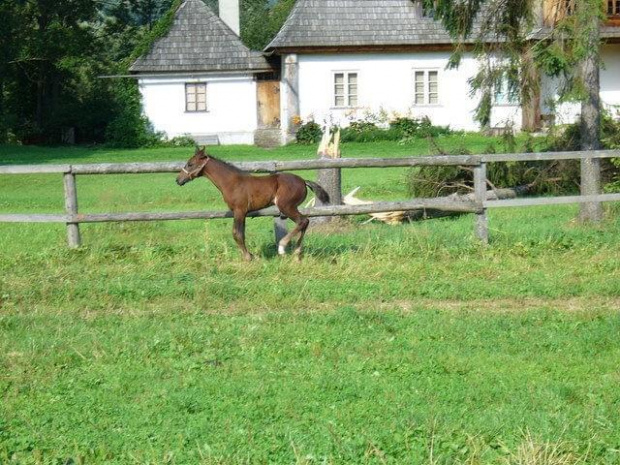 konie źrebak #źrebak #konie #horse #Mała #Łopuszna #stadnina