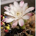 gymnocalycium #kaktusy