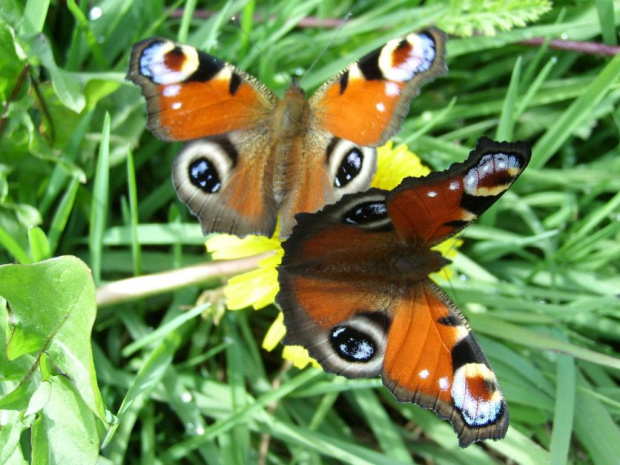 Motyle #motyl #owad