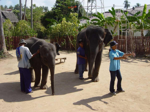 Elephants,Kho Samui #KhoSamui #thailand