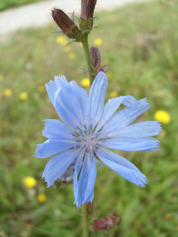 Niebiesko... #kwiat