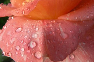 #słońce #rosa #krople #pajeczyna #liście #jesień #drzewa #kwiaty