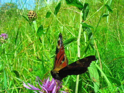 Górski motylek #motyl #zwierzęta #trawa #wiosna