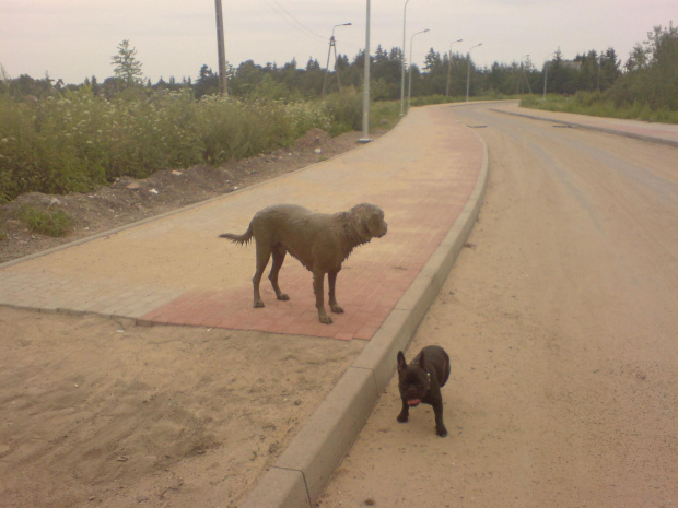 Labrador Giggs