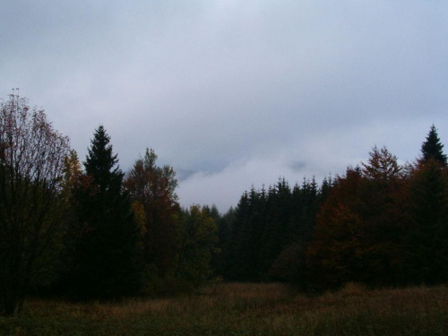 #mgła #drzewa