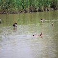 prowansja fauna