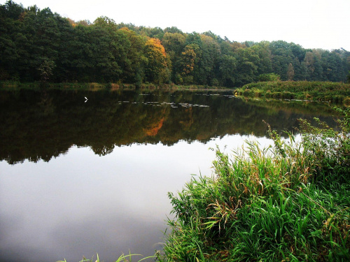 Koluszki, zbiornik Lisowice, jesień, #Koluszki #ZbiornikLisowice #jesień #przyroda