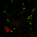 Yersinia pseudotuberculosis - double fluorescent test